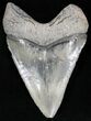 Light Gray Calico  Bone Valley Megalodon Tooth #22167-1